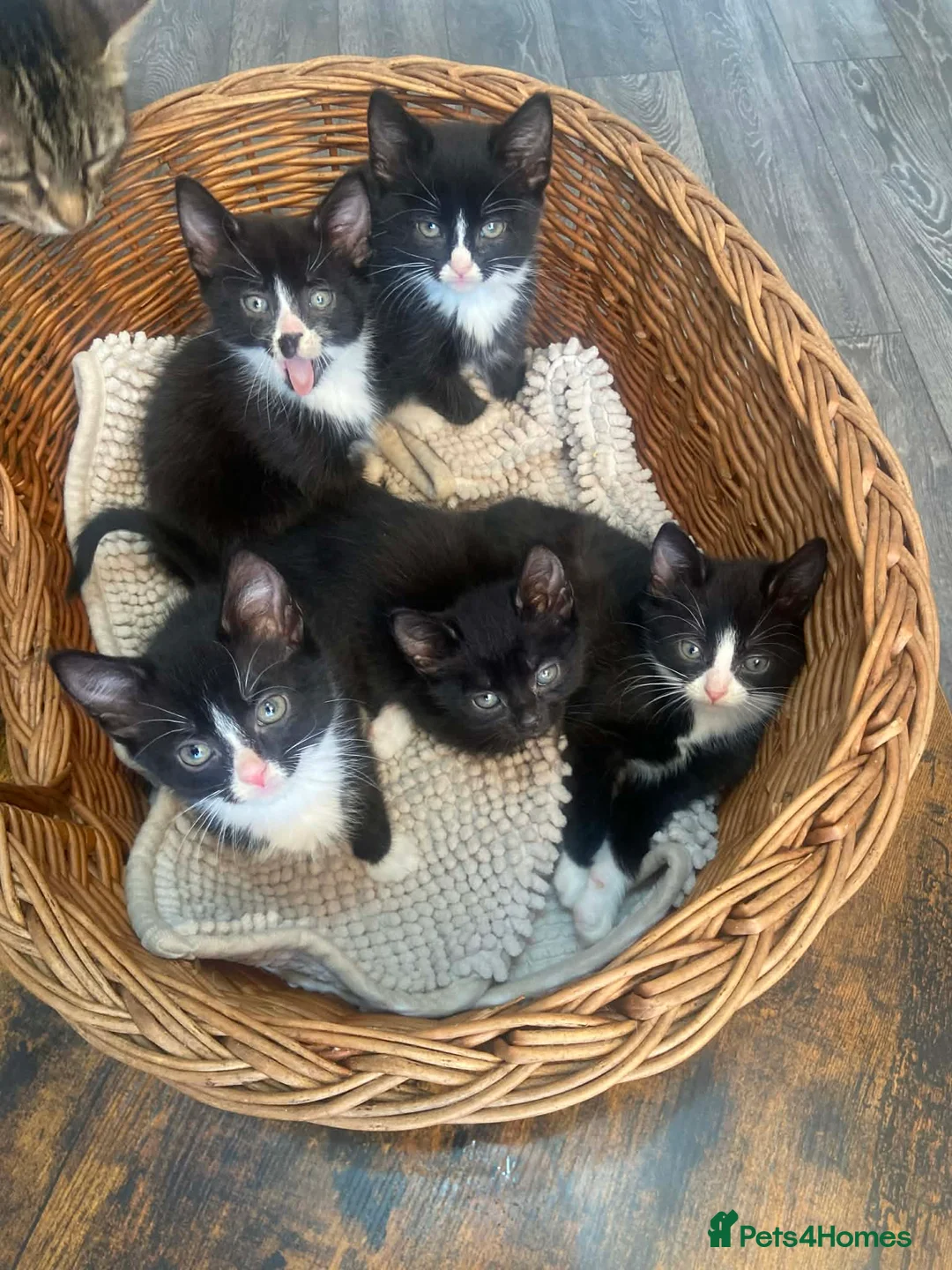 Mixed Breed cats for sale: Kittens for sale in Derby - Advert 2