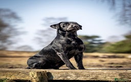 Labrador Retriever dogs for stud: Health Tested KC Labrador Stud  in Wimborne - Image 3