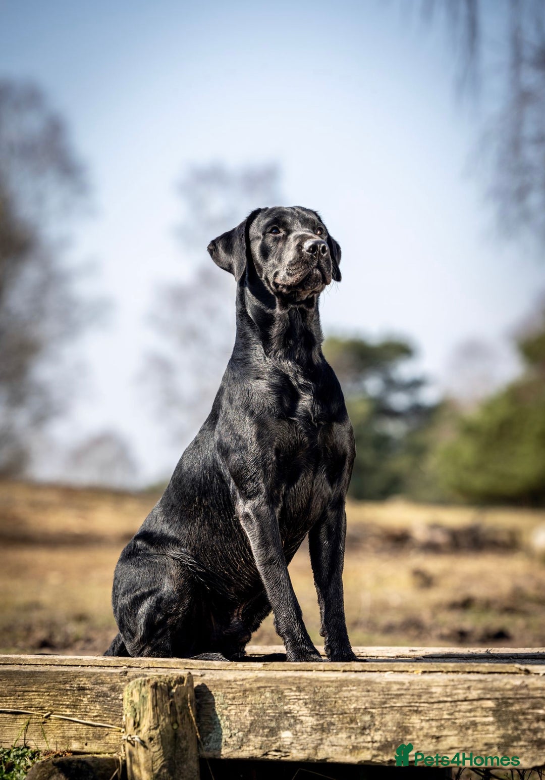 Labrador Retriever dogs for stud: Health Tested KC Labrador Stud  in Wimborne - Image 3