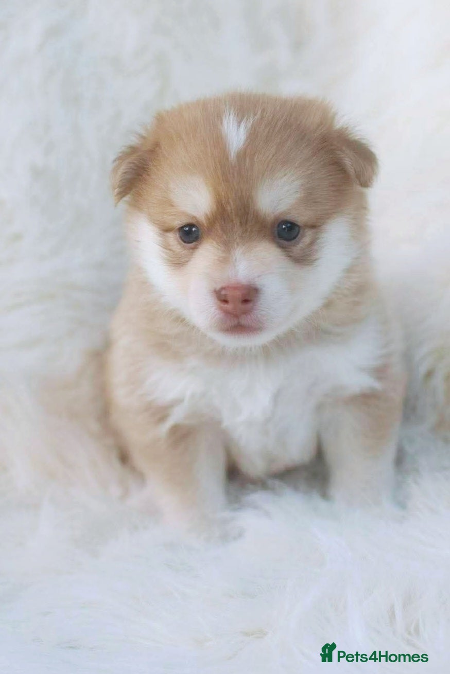 Pomsky dogs FIVE STUNNING POMSKY PUPPIES  - Advert 2