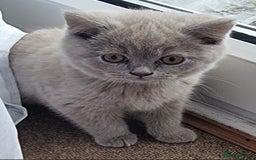Scottish Fold cats for sale: Ready for new home 😻 - Image 1