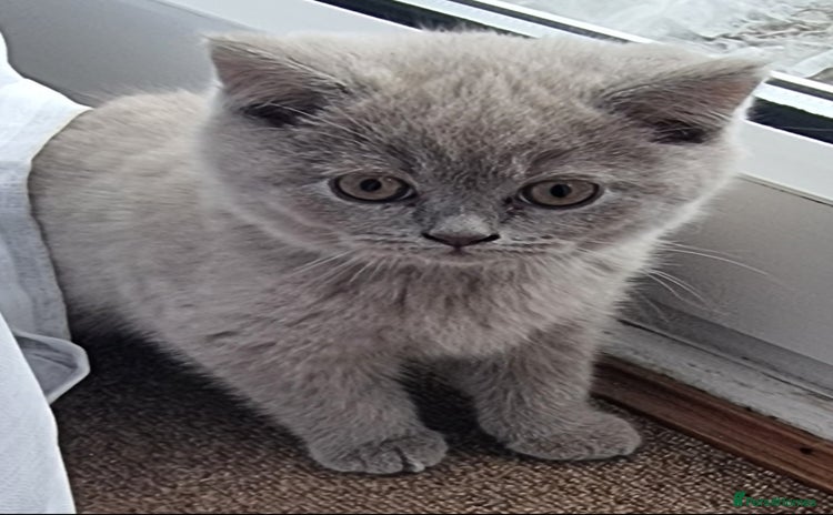 Scottish Fold cats - Advert 1