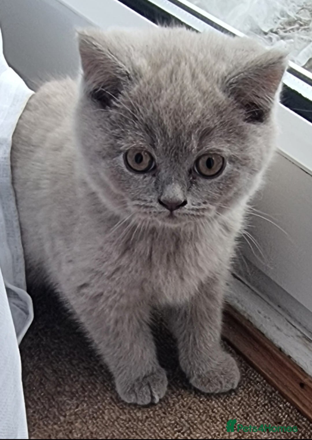 Scottish Fold cats for sale: Ready for new home 😻 - Image 1