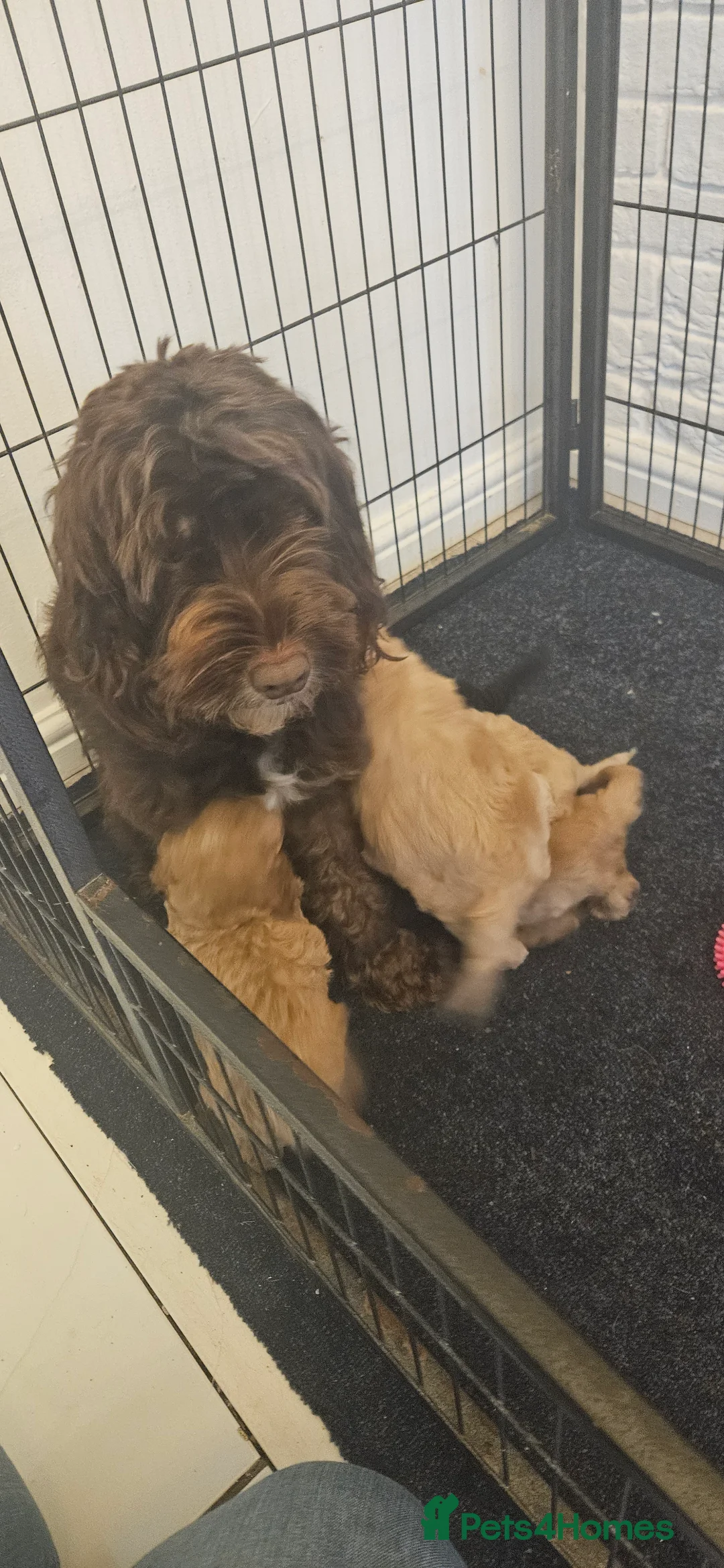 Cockapoo dogs for sale: 6 cockapoo puppies  - Advert 2