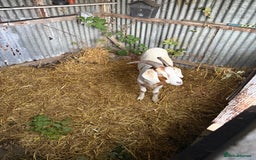Goats livestock for sale: 1 year old boar goat castrated  - Image 3
