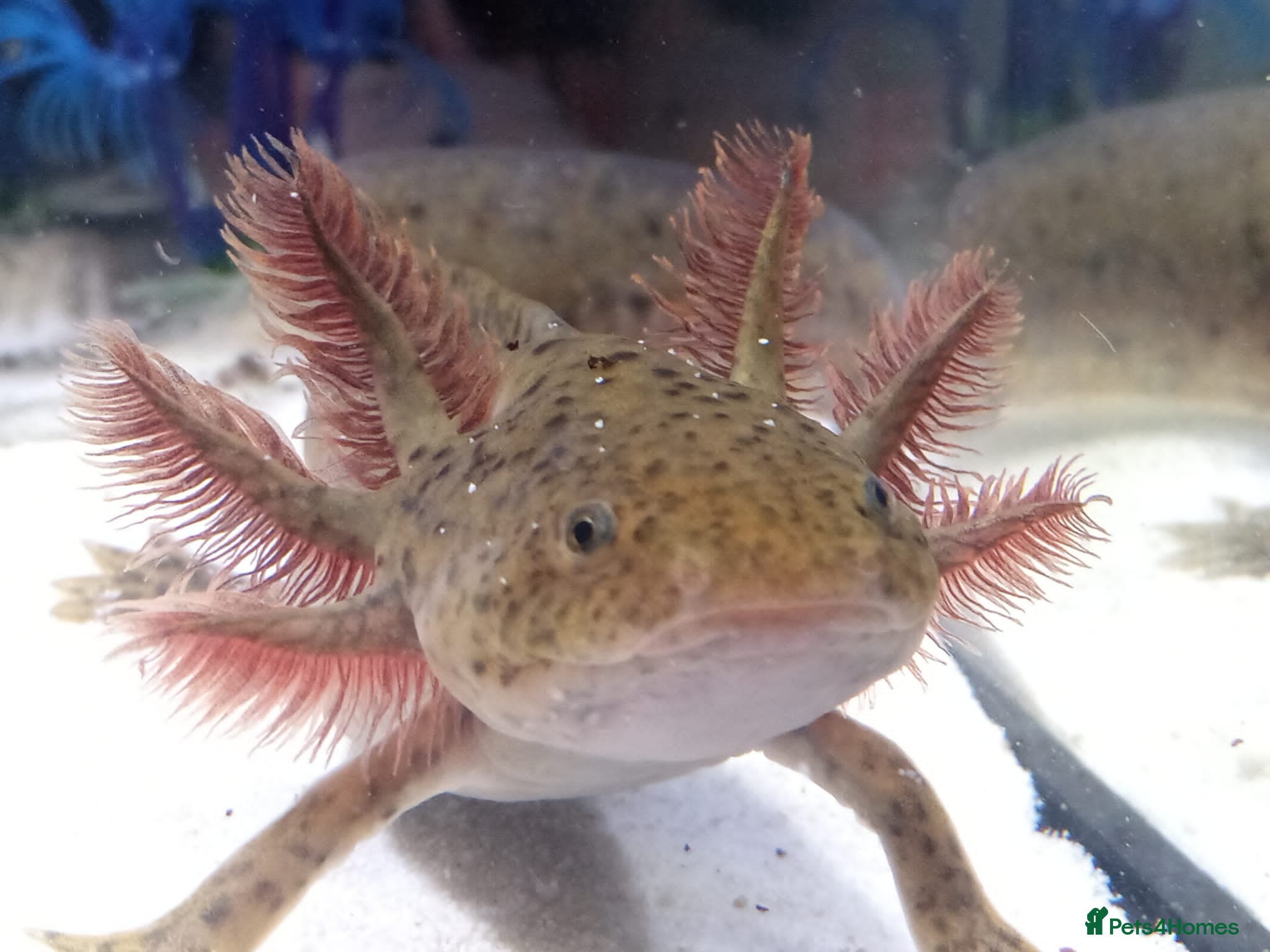 Axolotl reptiles Axolotls For Sale in Lymington - Advert 11