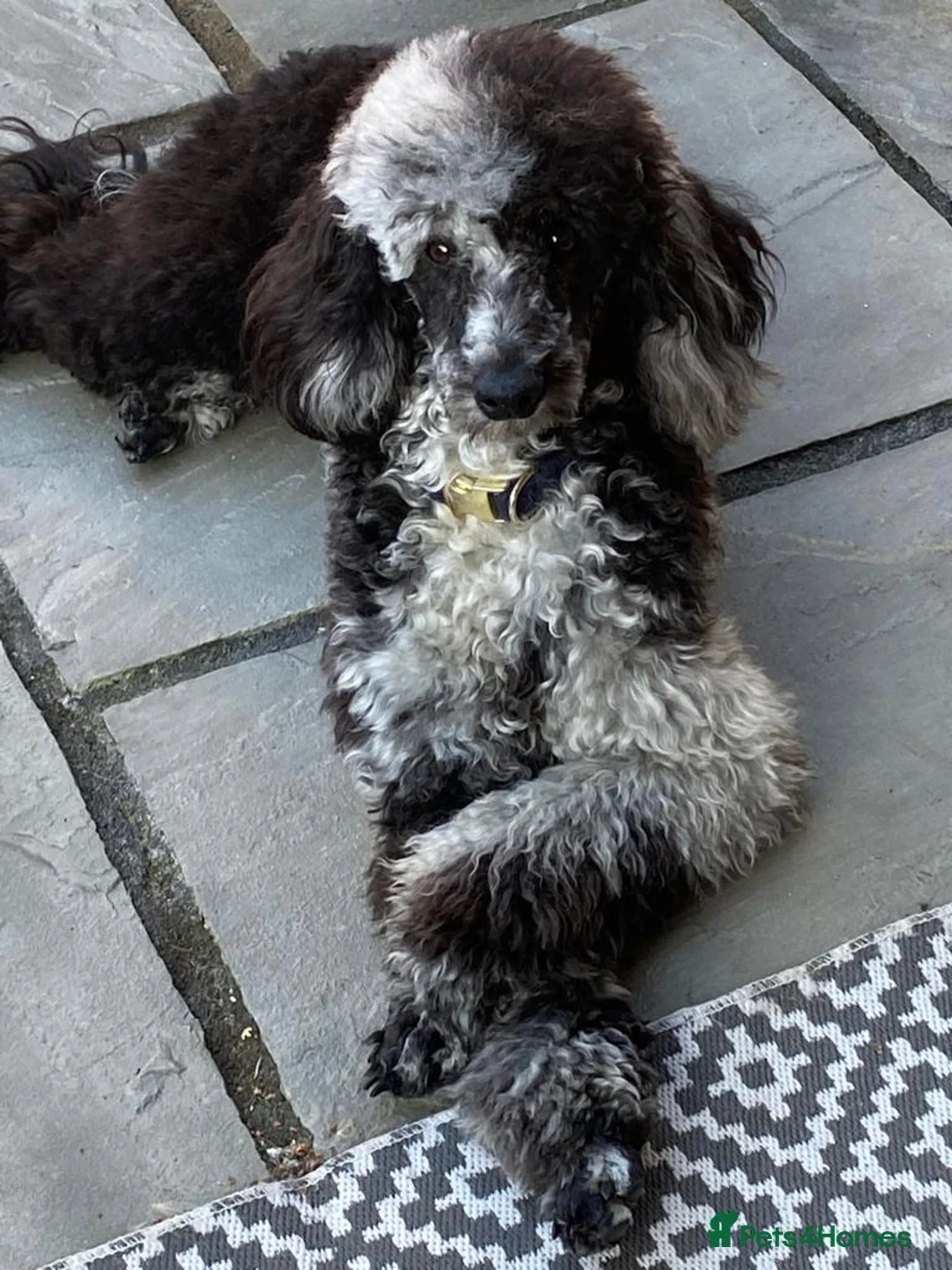 Miniature Poodle dogs for stud: Blue Merle Miniature Poodle (PROVEN) Health Tested in Sunderland - Advert 14