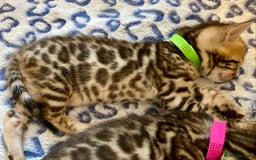 Bengal cats for sale: ⭐️ 1 LEFT!! - STUNNING TICA REG BENGAL CUBS ⭐️ - Image 22