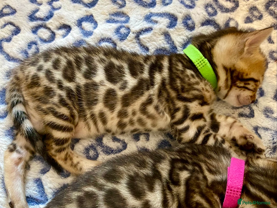 Bengal cats for sale: ⭐️ 1 LEFT!! - STUNNING TICA REG BENGAL CUBS ⭐️ - Image 22