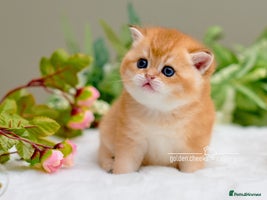 British Shorthair cats Show-Quality British Shorthair Kittens - Advert 3