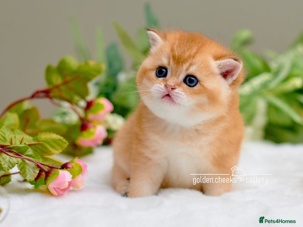 British Shorthair cats Show-Quality British Shorthair Kittens - Advert 11