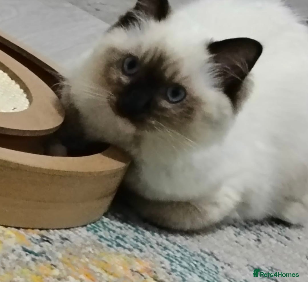Ragdoll cats for sale: 🎀Beautiful Ragdoll kittens (Tica reg)🎀 - Advert 7