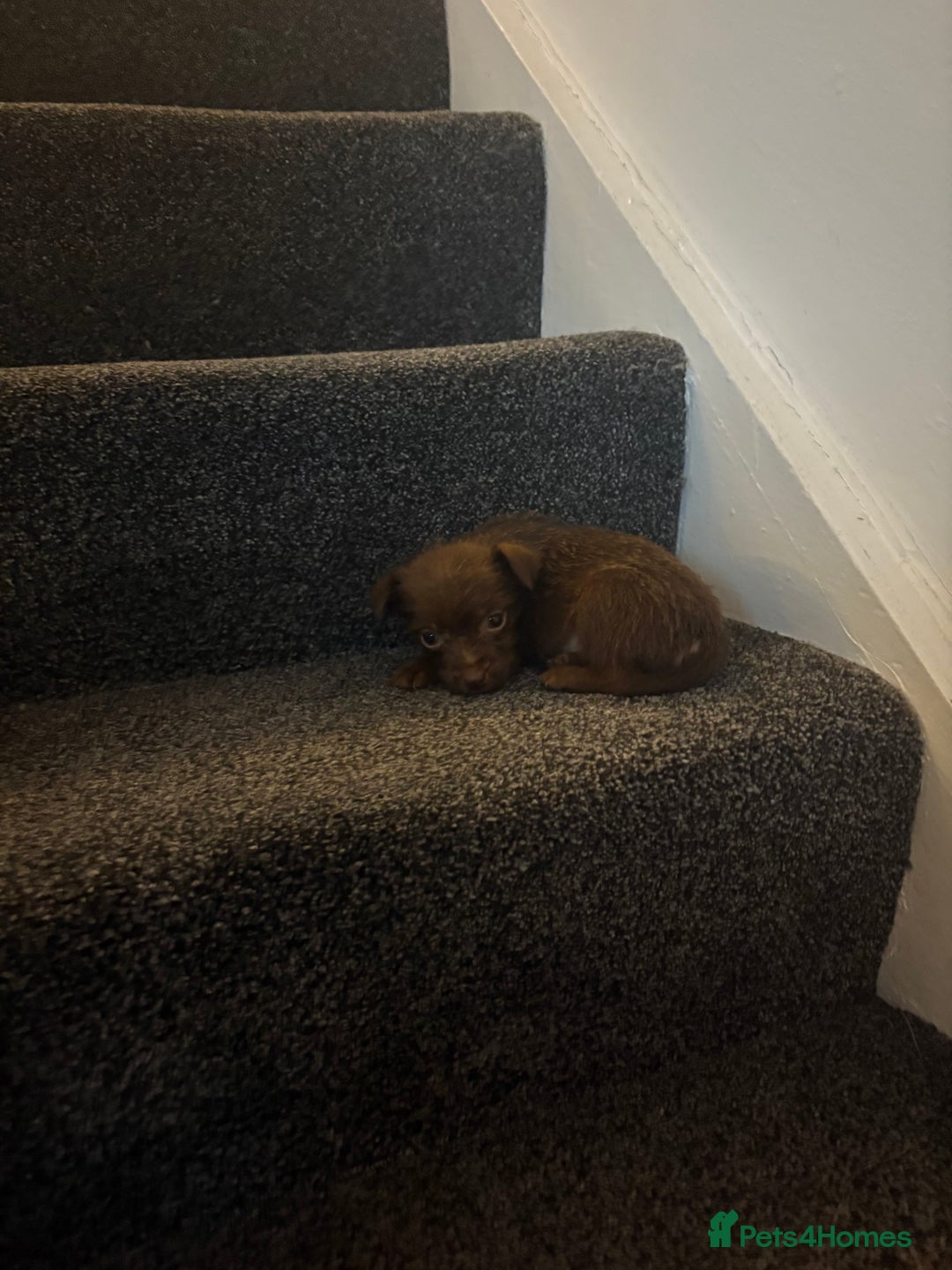 Patterdale Terrier dogs for sale: Patterdale Terrier pups  - Advert 4