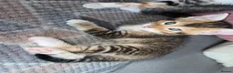 Ragdoll cats for sale: Beautiful make Ragdoll cross  - Advert 2