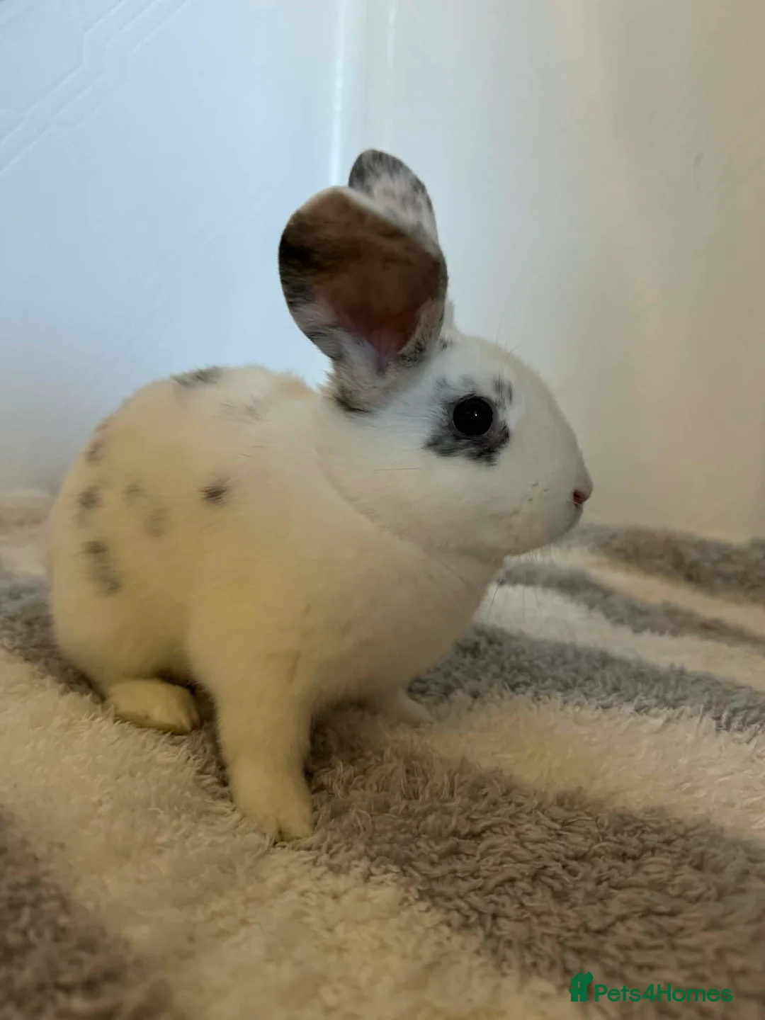 Mixed Breed rabbits for sale: Baby bunnies in Newton-le-Willows - Advert 2