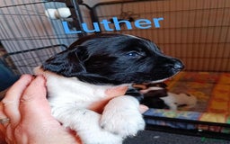 English Springer Spaniel dogs for sale: Working bred KC English Springer Spaniels puppies  - Image 8