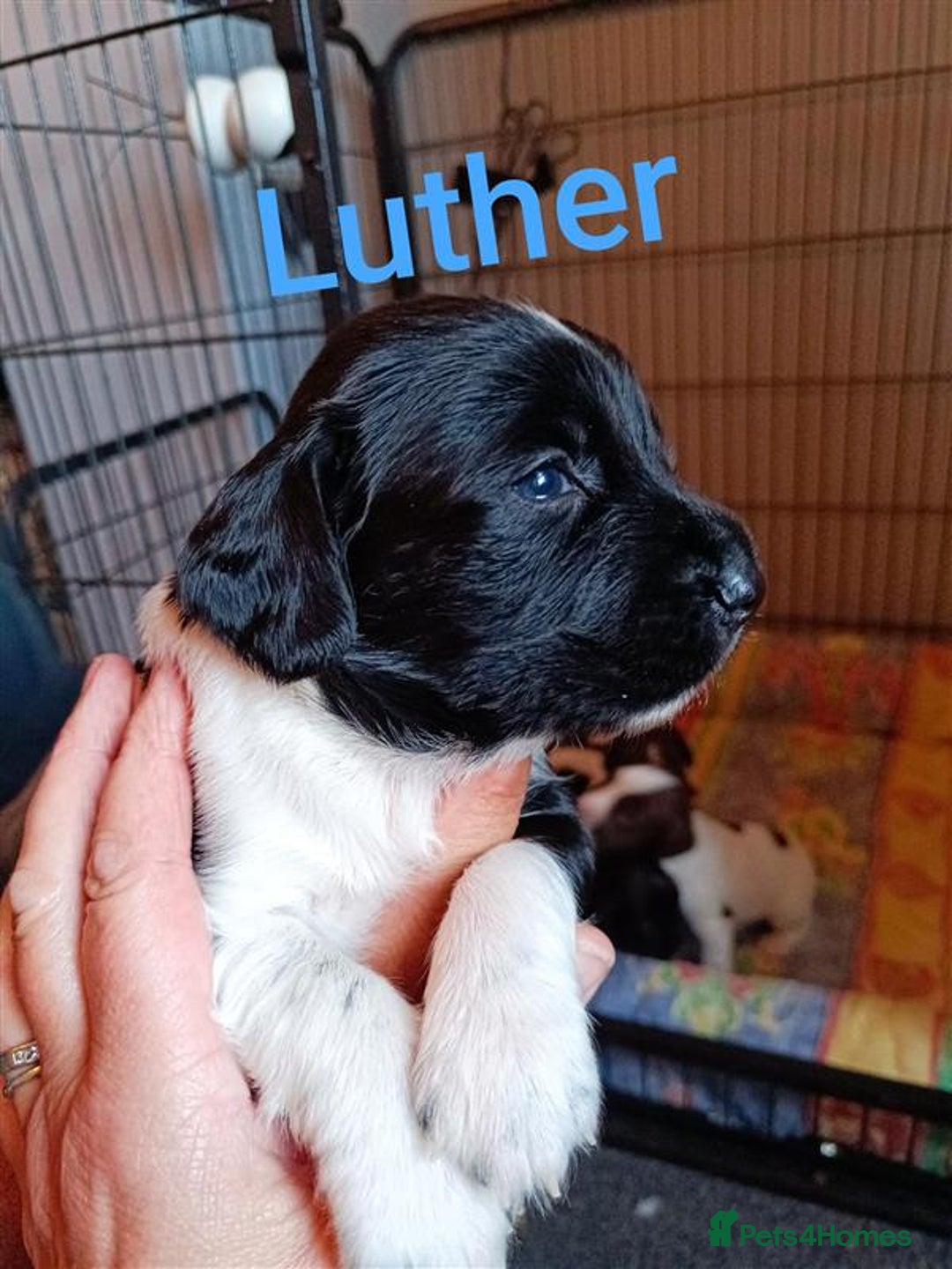 English Springer Spaniel dogs for sale: Working bred KC English Springer Spaniels puppies  - Image 8