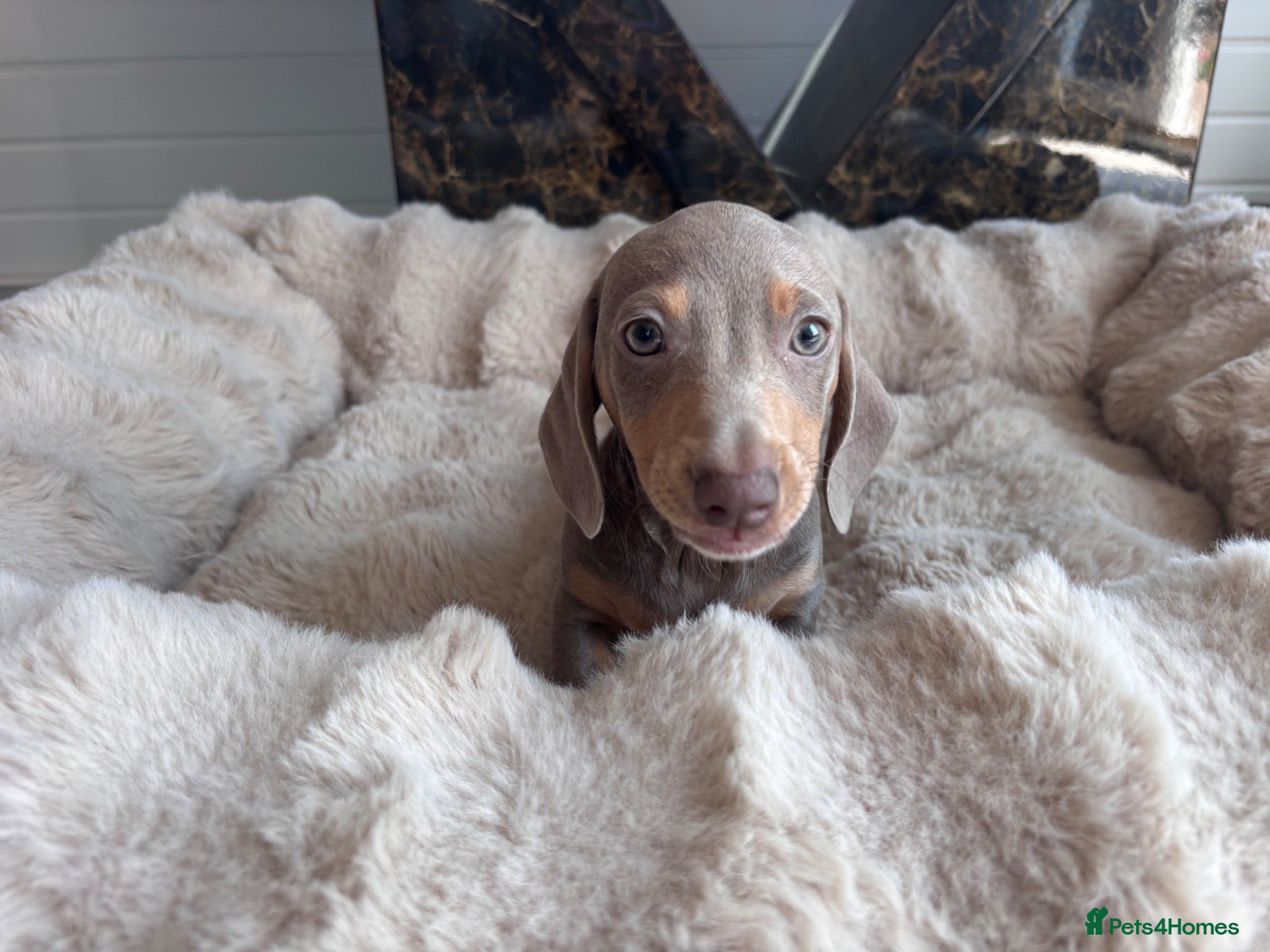Miniature Dachshund dogs Miniature dachshund puppies  - Advert 2