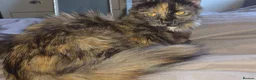 Munchkin cats for sale: Loving munchkin for sale - Advert 18