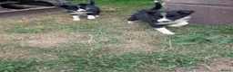 Border Collie dogs for sale: Isds registered pups  in Richmond - Advert 5