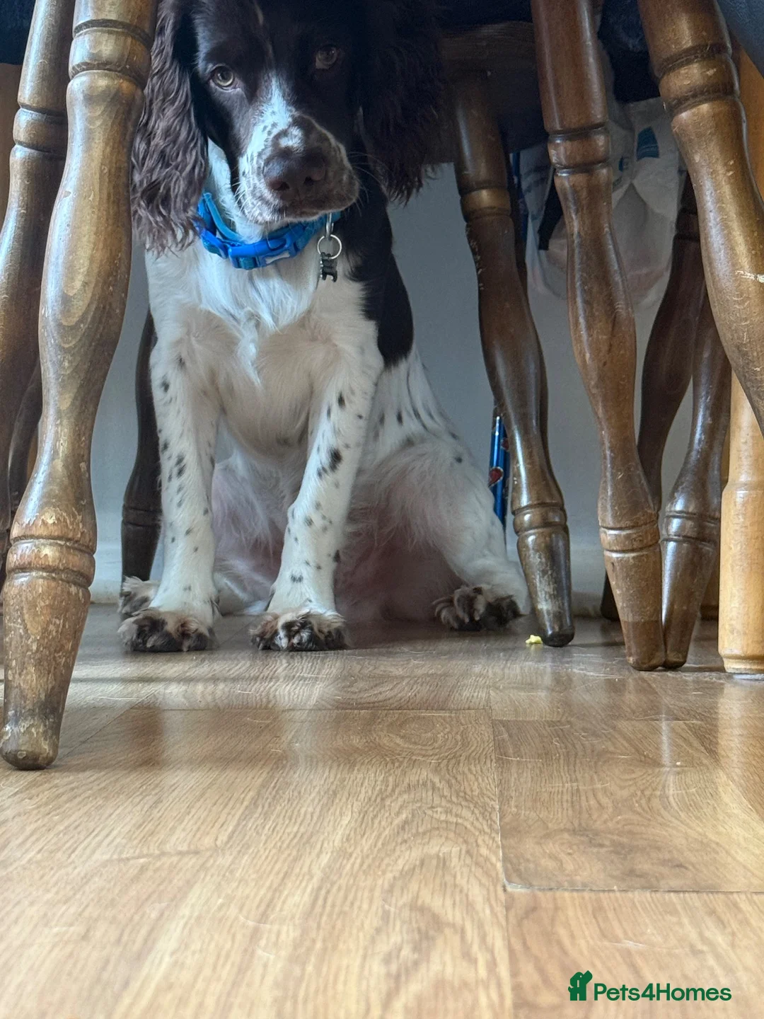 Cocker Spaniel dogs for sale: Louie - Advert 2