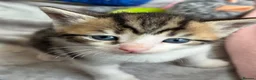 Mixed Breed cats for sale: Beautiful Affectionate Kittens - Advert 30