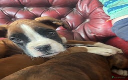 Boxer dogs for sale: 🐾 KC registered Boxer puppies 🐾  - Image 9