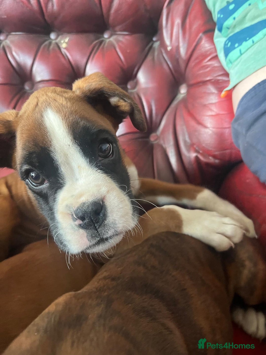 Boxer dogs for sale: 🐾 KC registered Boxer puppies 🐾  - Image 9