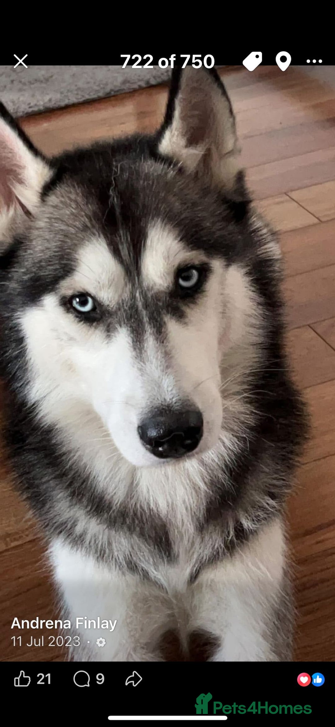 Siberian Husky dogs for sale: Siberian Husky Puppies/8 Weeks Old Glasgow 600each - Advert 14