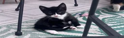 Mixed Breed cats for sale: Gorgeous black and white kittens 🐾  - Advert 5
