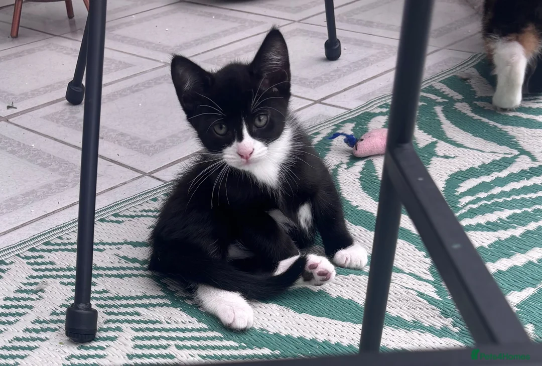 Mixed Breed cats for sale: Gorgeous black and white kittens 🐾  - Advert 5