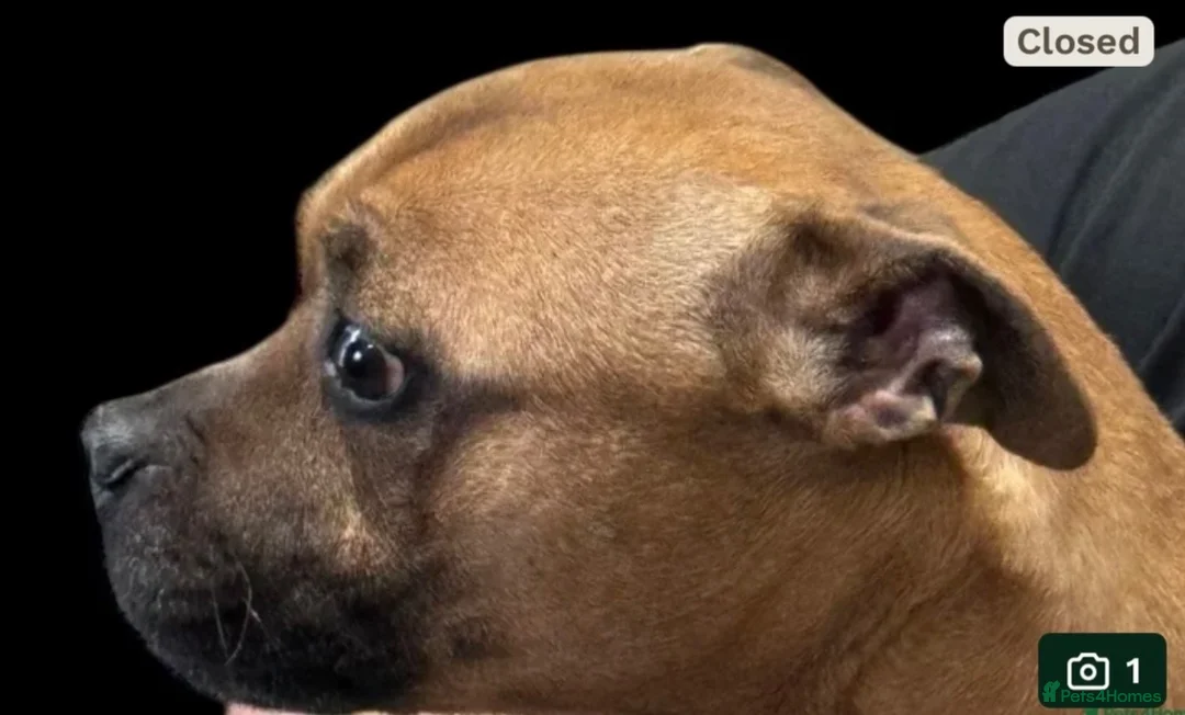 Staffordshire Bull Terrier dogs for sale: Red SBT  - Advert 1