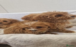 Cavapoo dogs for sale: Beautiful cavapoo fur babies  - Image 12
