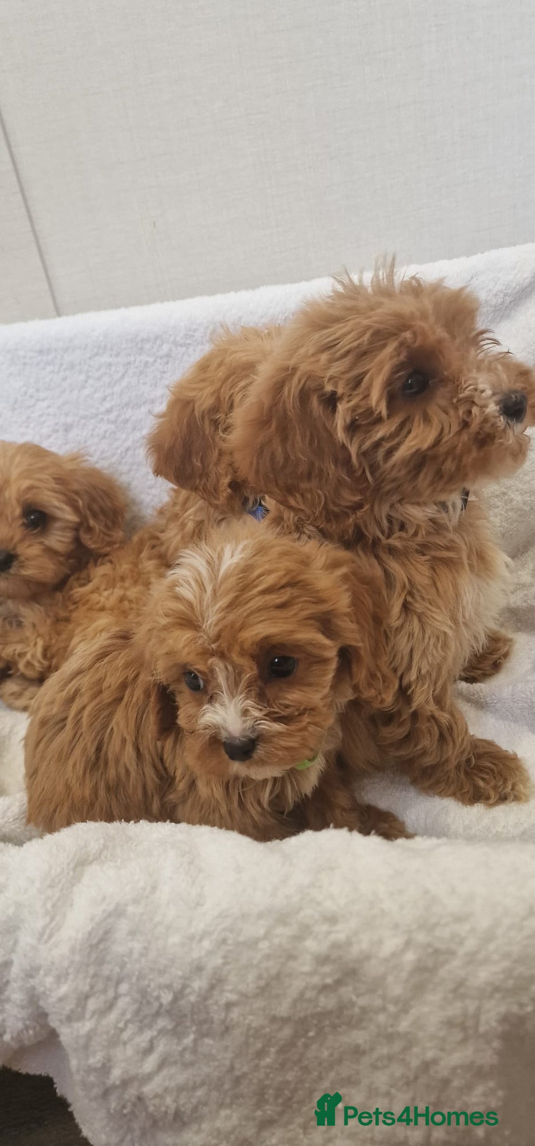 Cavapoo dogs for sale: Beautiful cavapoo fur babies  - Image 12