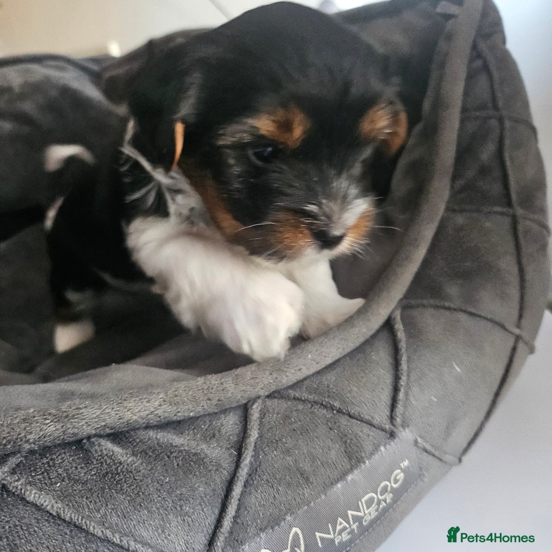 Yorkshire Terrier dogs for sale: 5 szczeniąt York terrier (Biewer) - Image 13