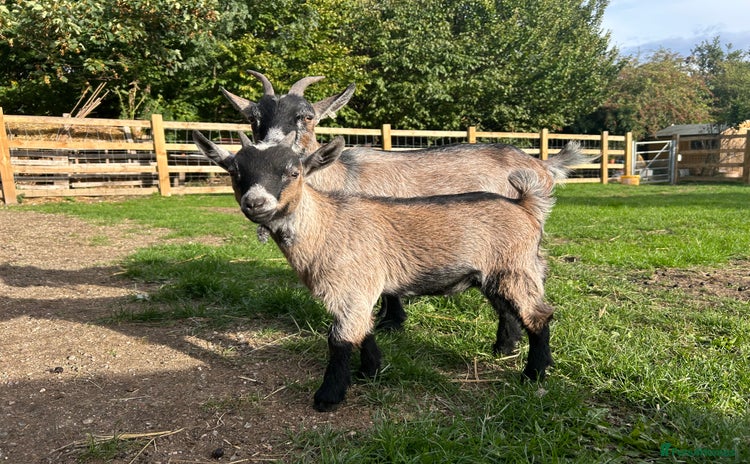 Goats livestock - Advert 1