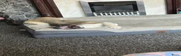 Akita dogs for sale: female akita puppy  - Advert 6