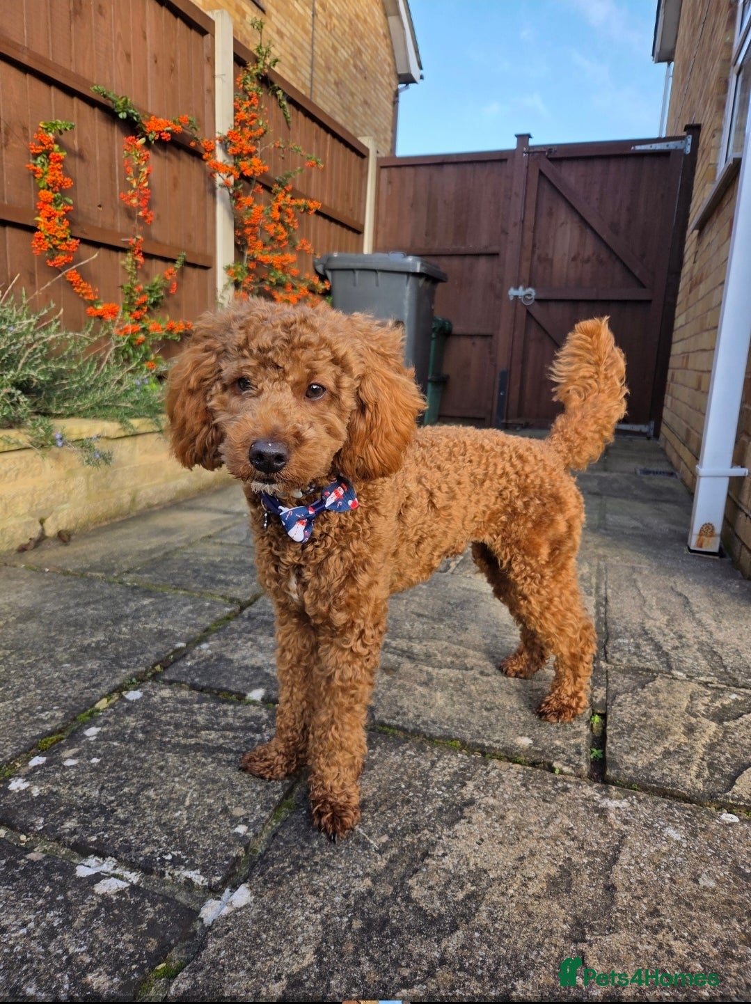 Toy Poodle dogs Beautiful Toy Poodle (11mo) needs loving new home in Cardiff - Advert 1