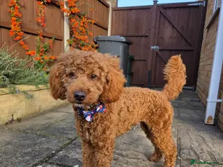 Toy Poodle dogs Beautiful Toy Poodle (11mo) needs loving new home in Cardiff - Advert 1