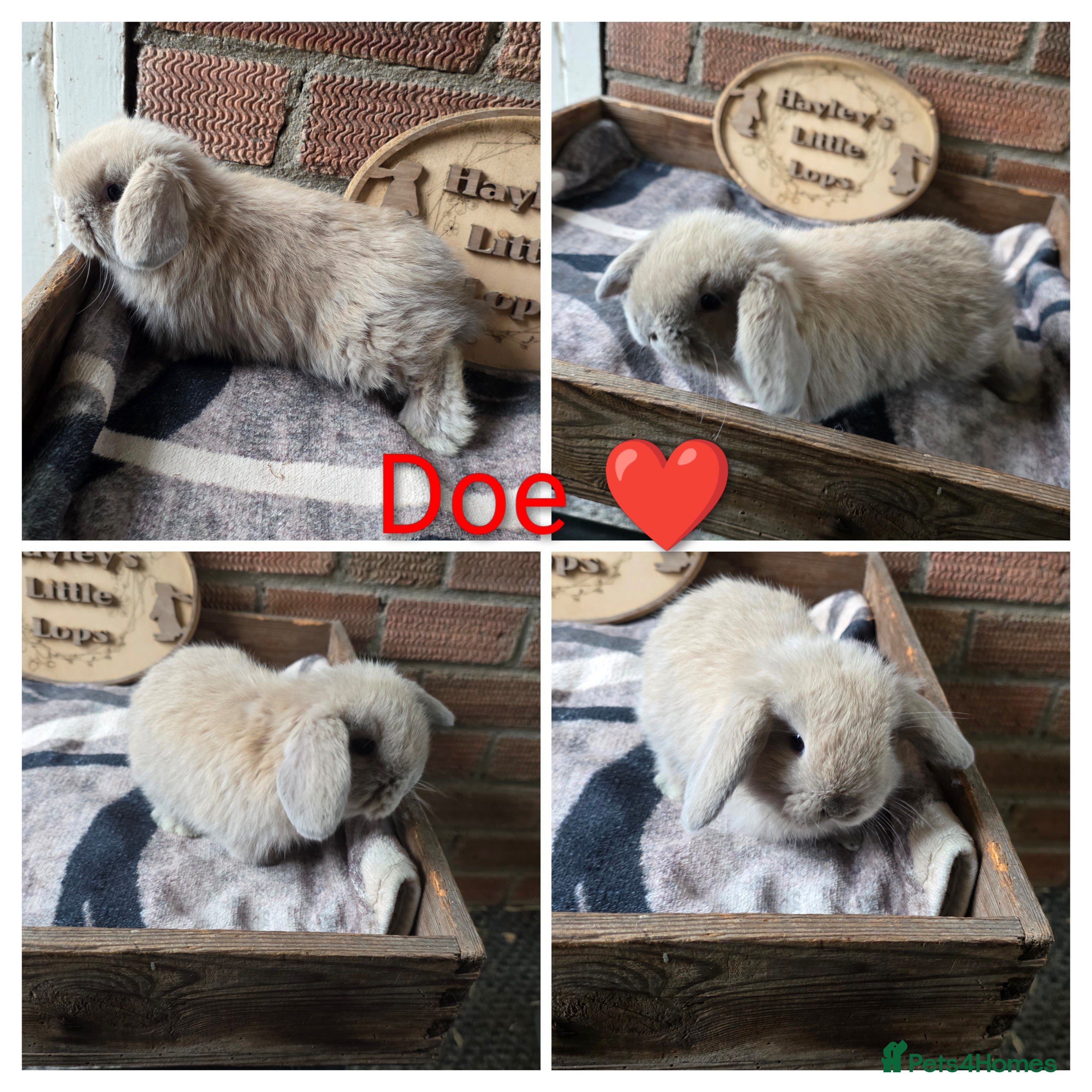 Mini Lop rabbits Gorgeous pure breed mini lops  - Advert 16