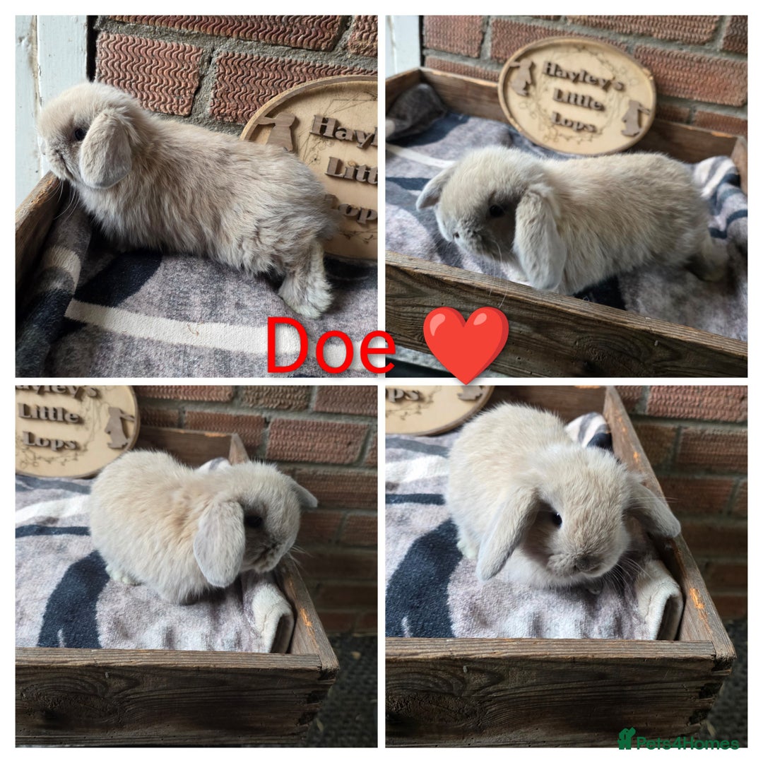 Mini Lop rabbits for sale: Gorgeous pure breed mini lops  - Advert 4