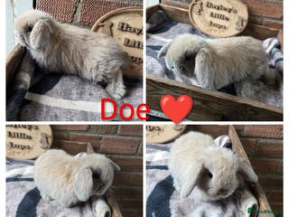 Mini Lop rabbits Gorgeous pure breed mini lops - Advert 16