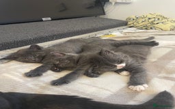 Russian Blue cats for sale: Russian blue x Ragdoll boy kitten  - Image 3