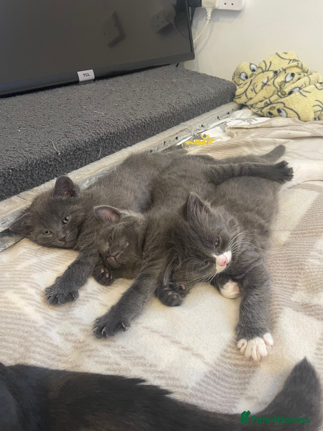 Russian Blue cats for sale: Russian blue x Ragdoll boy kitten  - Image 3