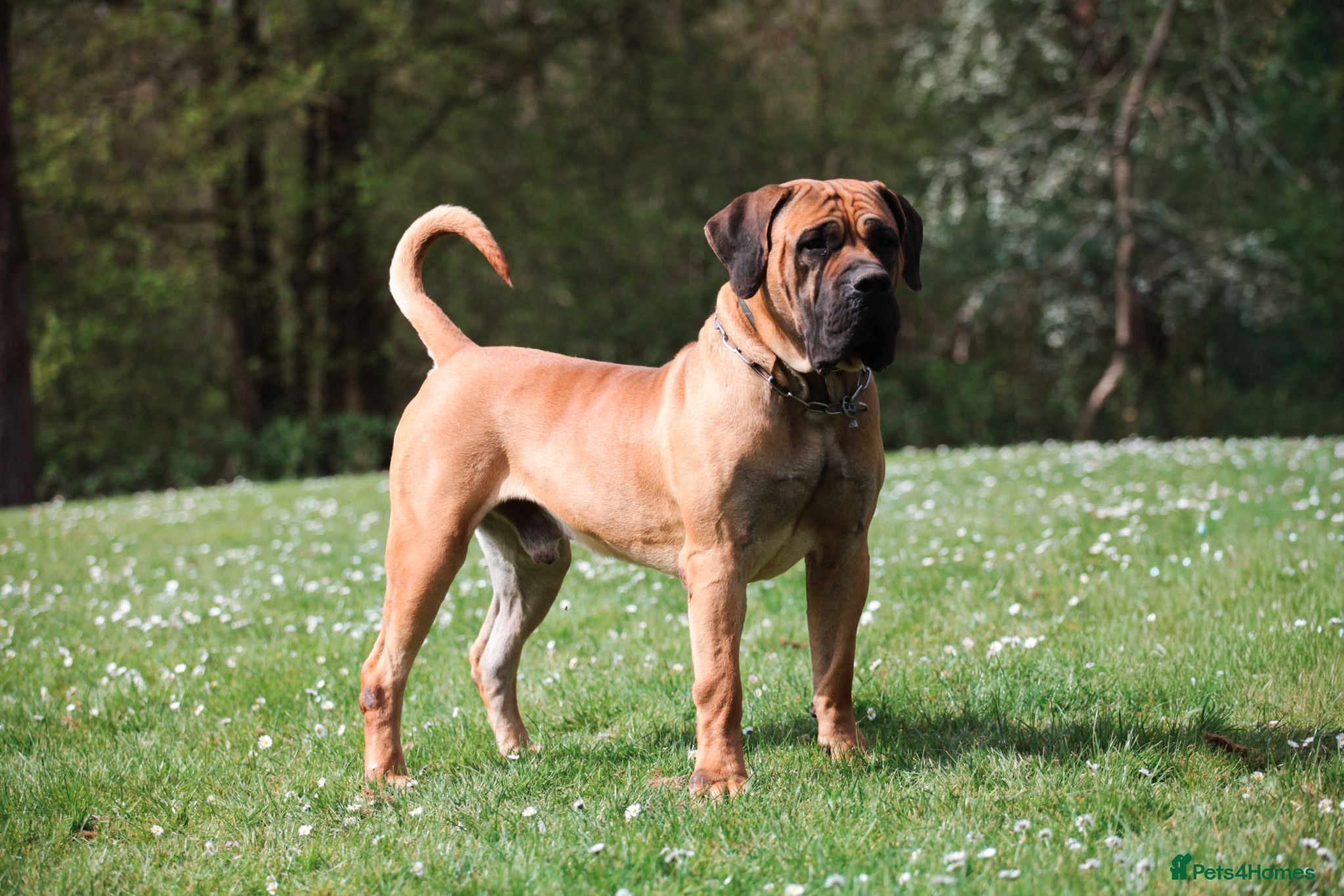Boerboel dogs Topguard Kennels litter due soon  - Advert 3