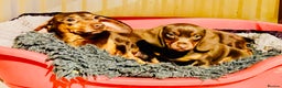 Miniature Dachshund dogs for sale: *READY NOW* PRA CLEAR Kc Reg Choc & Tan Mini Dachs - Advert 1