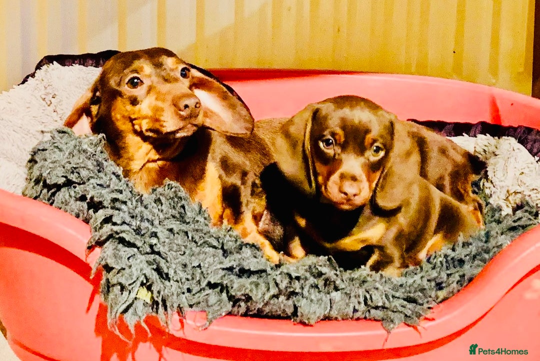 Miniature Dachshund dogs for sale: *READY NOW* PRA CLEAR Kc Reg Choc & Tan Mini Dachs - Advert 1