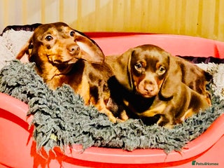 Miniature Dachshund dogs *READY NOW* Kc Reg Choc & Tan Mini Dachshund Boy - Advert 11