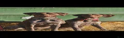 German Shorthaired Pointer dogs for stud: German shorthaired pointer for stud  - Advert 3