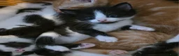 Mixed Breed cats for sale: Gorgeous kittens, 1 female ginger kitten - Advert 7